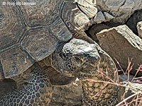 Desert Tortoise