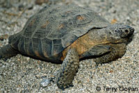 Desert Tortoise