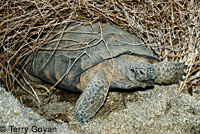 Desert Tortoise