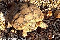 Desert Tortoise