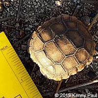 Desert Tortoise