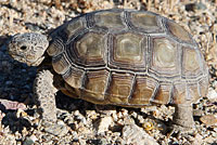 Desert Tortoise