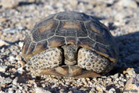 Desert Tortoise