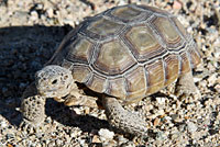 Desert Tortoise