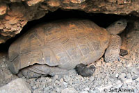 Desert Tortoise