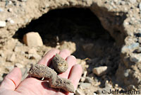 Desert Tortoise scat