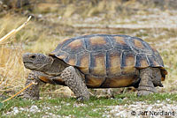 Desert Tortoise