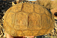 Desert Tortoise