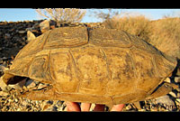 Desert Tortoise