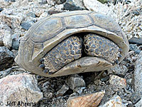 Desert Tortoise