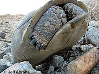 Desert Tortoise