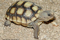 Desert Tortoise