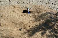 Desert Tortoise Habitat