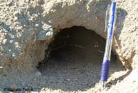 Desert Tortoise Habitat