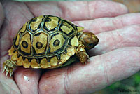 Pacific Pond Turtle