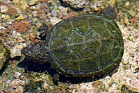 Sonoran Mud Turtle