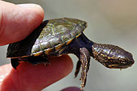 Sonoran Mud Turtle