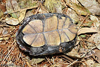 Sonoran Mud Turtle