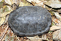 Sonoran Mud Turtle