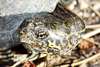 Sonoran Mud Turtle