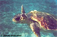 Loggerhead Sea Turtle