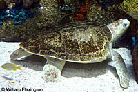 Olive Ridley Sea Turtle