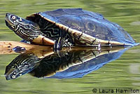 Pacific Pond Turtle