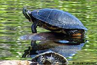 Pacific Pond Turtle