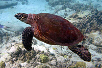 Atlantic Hawksbill Sea Turtle