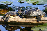 Red-eared Slider