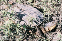 Eastern Snapping Turtle