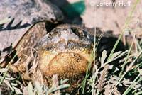 Eastern Snapping Turtle