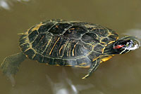 Red-eared Slider