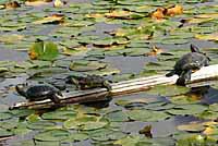 Red-eared Slider