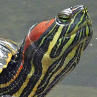 Red-eared Slider