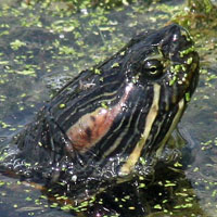 Red-eared Slider