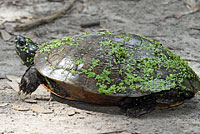 Red-eared Slider